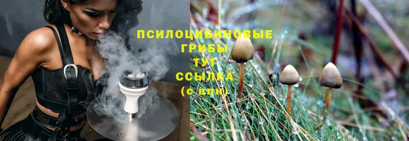 Псилоцибиновые грибы MAGIC MUSHROOMS  закладки  Богучар 